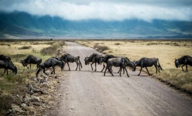 A Wildebeest Migration Safari in Tanzania